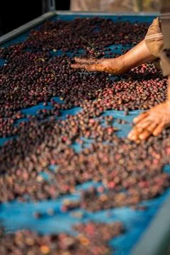 Close up smart farmer techniques hand coffee bean machinery roast apparatus.. Stock Photos