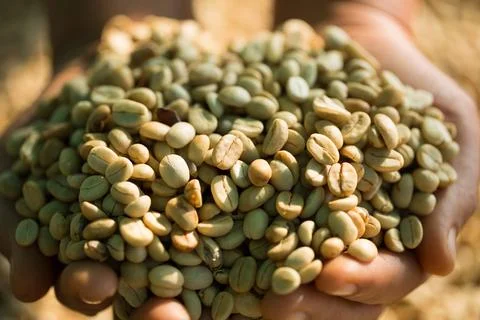 Close up smart farmer techniques hand coffee bean machinery roast apparatus.. Stock Photos