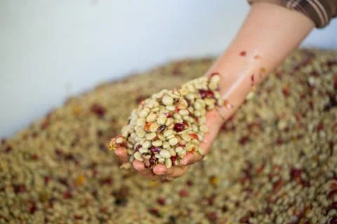 Close up smart farmer techniques hand coffee bean machinery roast apparatus.. Stock Photos