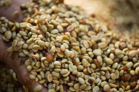 Close up smart farmer techniques hand coffee bean machinery roast apparatus.. Stock Photos