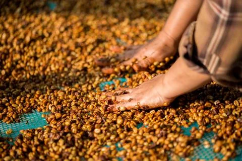 Close up smart farmer techniques hand coffee bean machinery roast apparatus.. Stock Photos