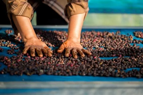 Close up smart farmer techniques hand coffee bean machinery roast apparatus.. Stock Photos
