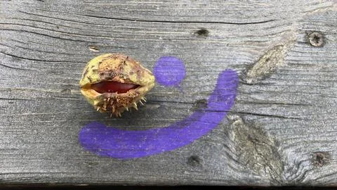 Close up of smiling chestnut Stock Photos