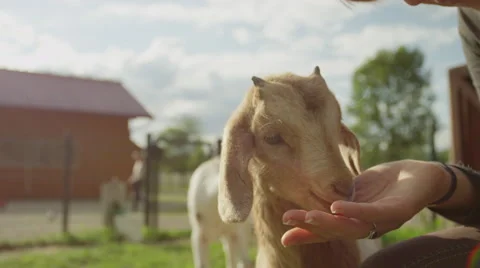 CLOSE UP: Smiling loving girl feeding an apple to adorable little kid goat Stock Footage