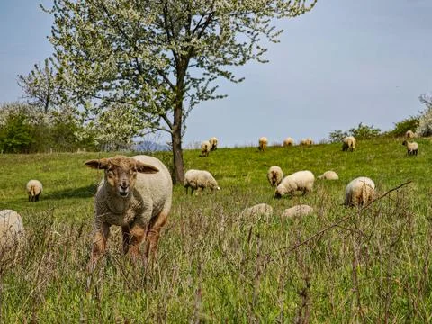 Close-up of a smiling sheep in a spring meadow Stock Photos