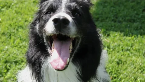 Close-up of a smilling border collie face from different angles 스톡 동영상 130593583