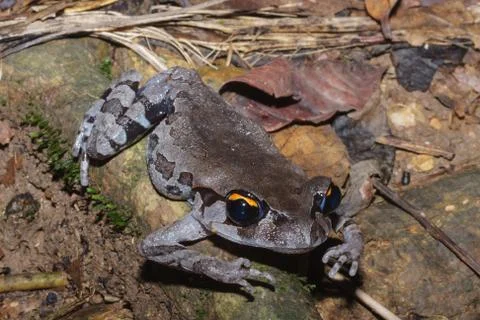 A close up of smith's litter frog on the rotten wood Stock Photos