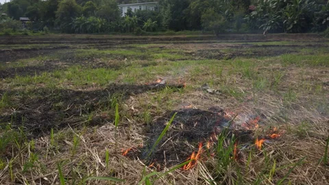 Close-up of smoky fields. Global Warming Crisis. Slash and burn agriculture Stock Footage 157430143
