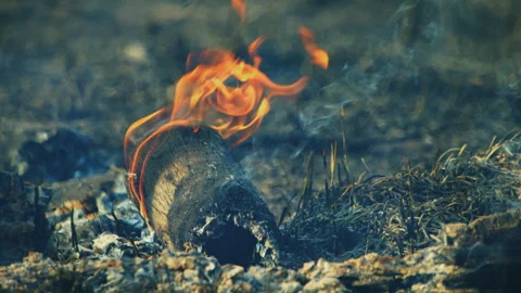 Close-up of a smoldering log burning on the forest floor in the southern Amazon Stock Footage 340294818
