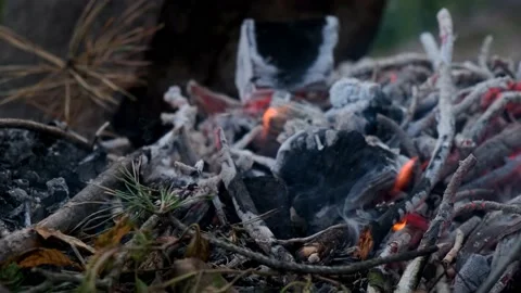 Close-up of smoldering pine branches burning in a fire. Vídeo Stock 145605442