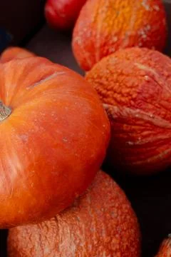 Close-up of smooth and bumpy red-orange pumpkins in a bin Stock Photos