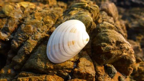 A Close-up of a Smooth and White Shell Stock Photos
