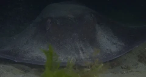 Close Up Of Smooth Sting Ray Swims Toward The Camera Stock-Footage 332097525