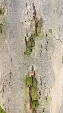 Close-up of smooth tree bark with rough patches of green moss a unique natu.. Stock Photos