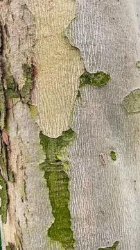 Close-up of smooth tree bark with rough patches of green moss a unique natu.. 스톡 사진