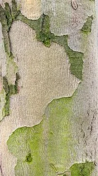 Close-up of smooth tree bark with rough patches of green moss a unique natu.. Stock Photos