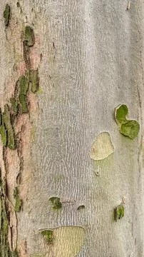 Close-up of smooth tree bark with rough patches of green moss a unique natu.. Stock Photos