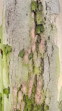 Close-up of smooth tree bark with rough patches of green moss a unique natu.. 스톡 사진