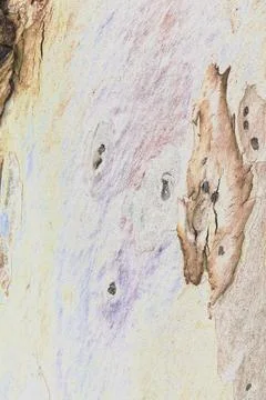 Close-up of smooth tree bark, smooth bark with few knots. Changed color sch.. Stock Illustration