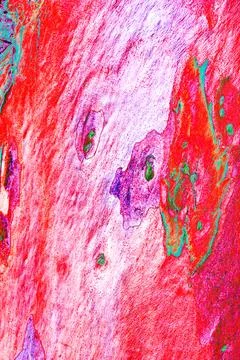 Close-up of smooth tree bark, smooth bark with few knots. Changed color sch.. 库存插图