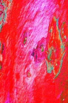 Close-up of smooth tree bark, smooth bark with few knots. Changed color sch.. Stock Illustration