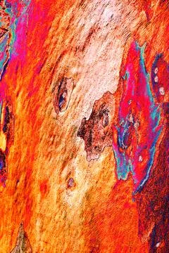 Close-up of smooth tree bark, smooth bark with few knots. Changed color sch.. Stock Illustration