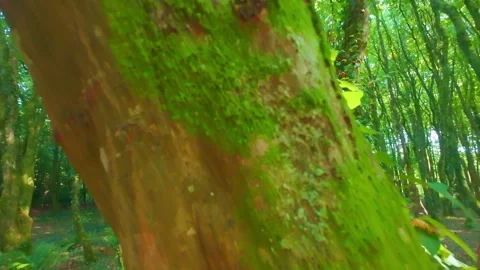 Close up of smooth tree trunk with green lichen and moss in Ireland Stock Footage 340435421