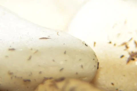 Close up of smooth white stone 库存照片