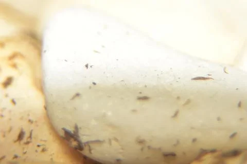 Close up of smooth white stone Photos