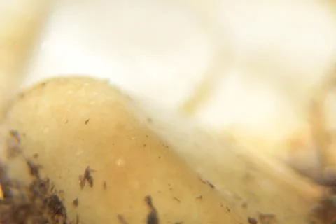 Close up of smooth white stone Stock Photos