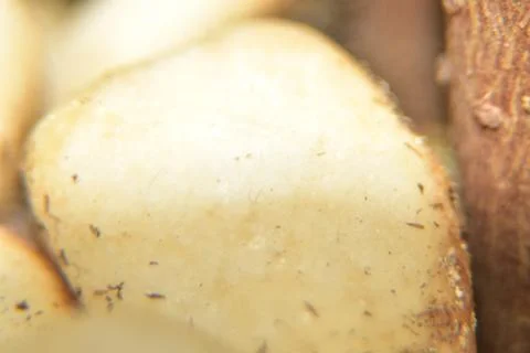 Close up of smooth white stone Stock Photos