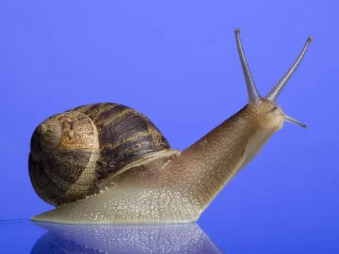 Close-up of a snail on a blue background Stock-Fotos