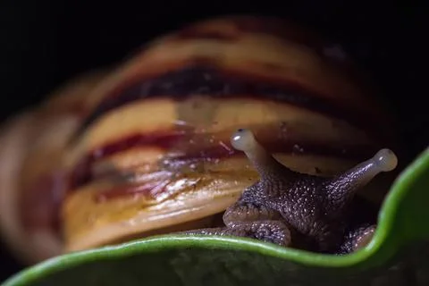 Close-up of a snail with a brown shell on green leaf Stock Photos