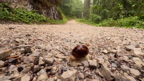 Close-up of a snail with a brown shell slowly crossing a wet gravel path. A Stock Footage 337122471