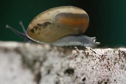 Close up of snail on cement wall Stock Photos