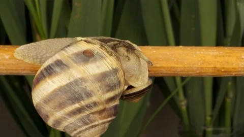 Close-up of Snail cleaning its shell while sitting on a branch   Stock Footage 194986073