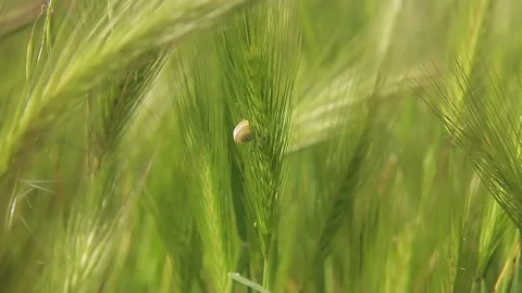 Close up of a snail climbed up the wheat spike Video stock 131599265
