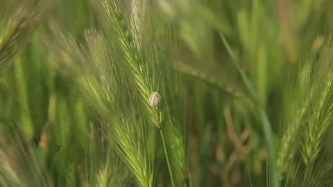 Close up of a snail climbed up the wheat spike Video stock 131599508