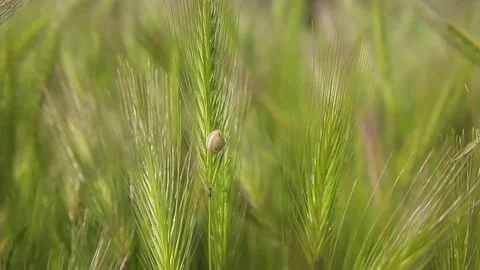 Close up of a snail climbed up the wheat spike Video stock 131600081