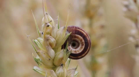 Close up of a snail on a cornstalk Видео 40301204