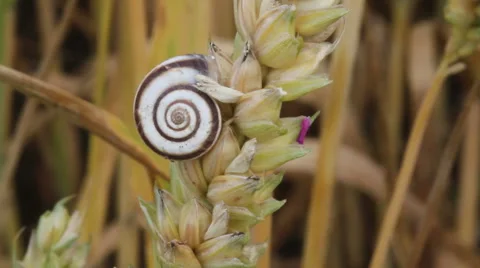 Close up of a snail on a cornstalk Stock Footage 40301234