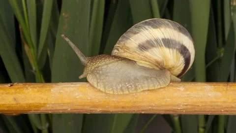 Close-up of Snail crawling along a branch. Stock Footage 194986071