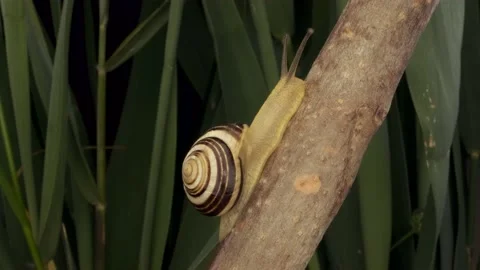 Close-up of Snail crawling up along a branch. Stock Footage 194987158