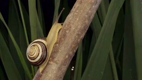 Close-up of Snail crawling up along a branch. Stock Footage 194987184