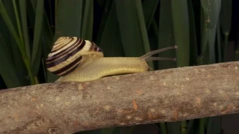 Close-up of Snail crawling along a branch. Stock Footage 194987190