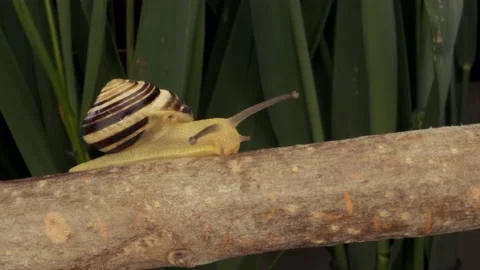 Close-up of Snail crawling along a branch. Stock Footage 194987195