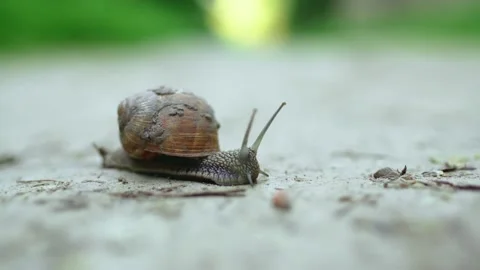 Close-up of a snail crawling along a dirt road. Snail in the wild. Видео 197146283
