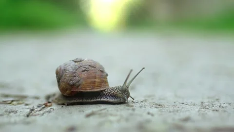 Close-up of a snail crawling along a dirt road. Snail in the wild. 動画素材 197468069