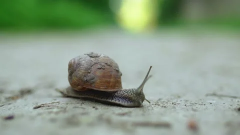 Close-up of a snail crawling along a dirt road. Snail in the wild. Vídeo Stock 197865070