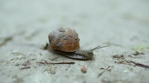 Close-up of a snail crawling along a dirt road. Snail in the wild. Видео 199100983